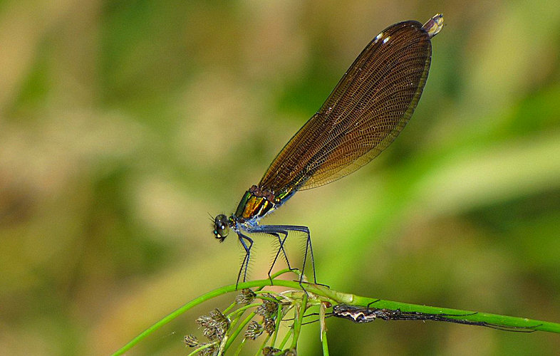 Calopteryx  virgo meridionalis, maschio